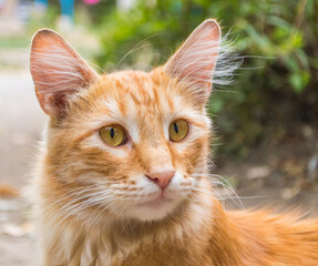 Beautiful ginger cat closeup, blur background