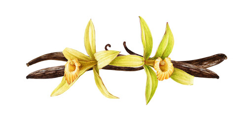 Vanilla orchid flower with beans watercolor illustration. Hand drawn realistic aroma spice herb with dry seed pods. Vanilla flower botanical illustration arrangement. Yellow orchid tropical plant