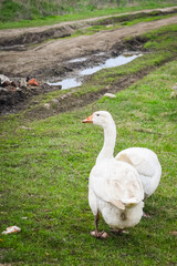 View of white goose standing on green grass. Village dirt road on background