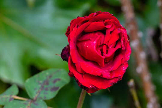 Eine fast verblühte rote Rose und das Ende einer nicht erwiderten Liebe.