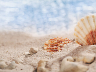 Two small seashells and pebbles on the beach with perfect seascape in the sun. Place for text. Banner template.