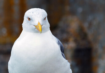 Portrait of seagull