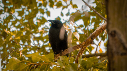 perched crow