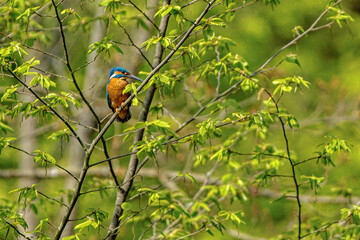Eisvogel