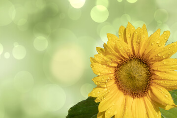 Card flower background. Close-up of a beautiful just opened sunflower with water drops after a summer rain over abstract blurred summer landscape backdrop. Space for text.