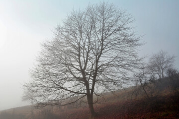  Art nature. Lonely dead tree.