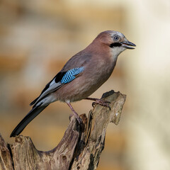 Eichelhäher (Garrulus glandarius)
