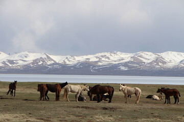 Horses in front of the Song Kol lake in Kyrgyzstan