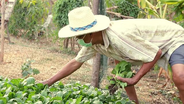 old asian man with hat wearing face mask collecting organic vegetables  in home garden, on evening. 