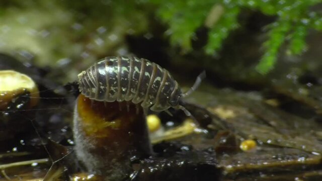 Saftkugler (Glomerida) am Waldboden in der Eifel (Deutschland)