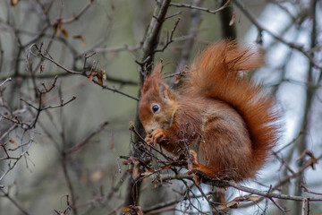 Eichhörnchen (Sciurus vulgaris)