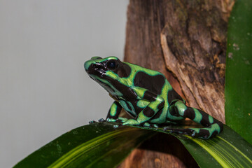 Goldbaumsteiger (Dendrobates auratus)