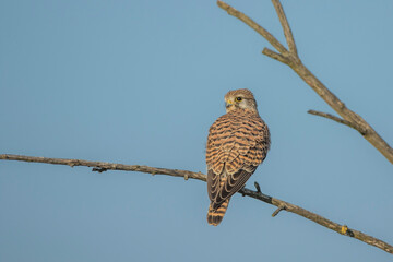 Turmfalke (Falco tinnunculus) Weibchen