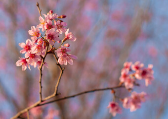 Sakura in Thailand..Pink flower named Phaya Sua Krong at Phu Lom Lo, Phu Hin Rong Kla National Park, Phitsanulok, Thailand.