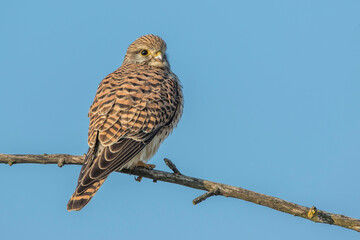 Turmfalke (Falco tinnunculus) Weibchen - obrazy, fototapety, plakaty