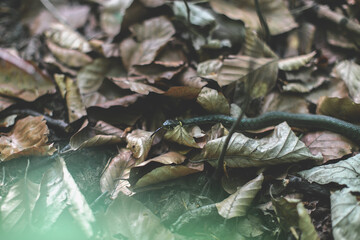 
A black Snake crawling through the autumn leaves in the forest.