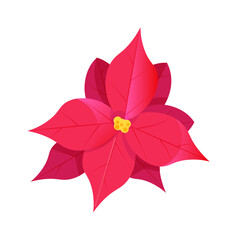 Pink poinsettia christmas flower isolated on white background