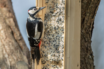 Buntspecht (Dendrocopos major) Männchen
