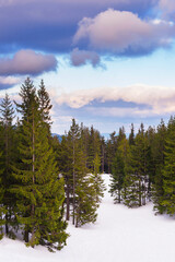 Snow-covered mountainside with green fir trees at sunrise.