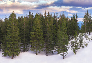 Fototapeta na wymiar Snow-covered mountainside with green fir trees at sunrise.