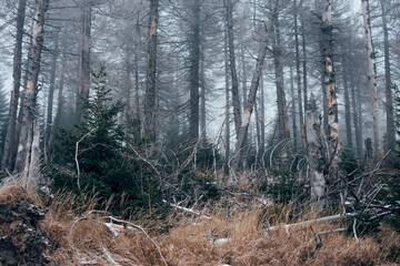 Sagenhafter Nebelwald im Nationalpark Harz