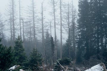 Todwald im Nebel. Nationalpark Harz