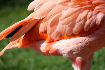 flamingo in the zoo