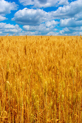 Photo of yellow wheat field with blue sky and clouds at summer