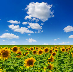 Photo of sunflower field with sky and clouds at summer