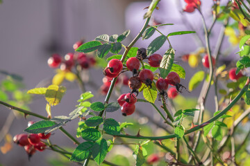 late autumn November, branches of wild rose with berries on an isolated background