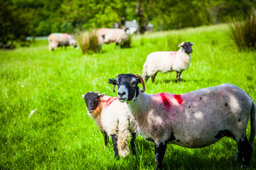 Fototapeta premium Sheep in the green pastures of the Lake district, Cumbria, United Kingdom