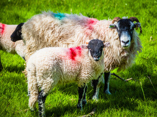 Obraz premium Sheep in the green pastures of the Lake district, Cumbria, United Kingdom