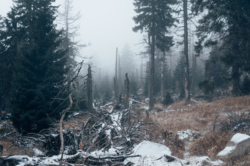 Natürlicher Wald mit Nebel und Totholz