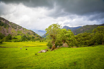 Old trees in the Hills around the Lake district,  Cumbria,  United Kingdom