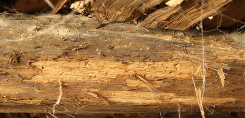 a wood worm in an old entablature