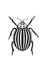 illustration of a beetle. JPG