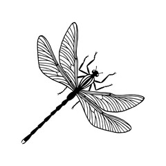 black  dragonfly. JPG