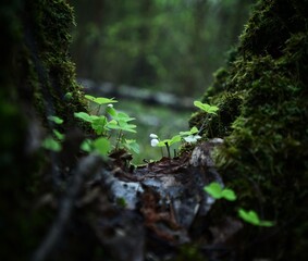 small fragile white flowers with beautiful green leaves grow on the tree trunk