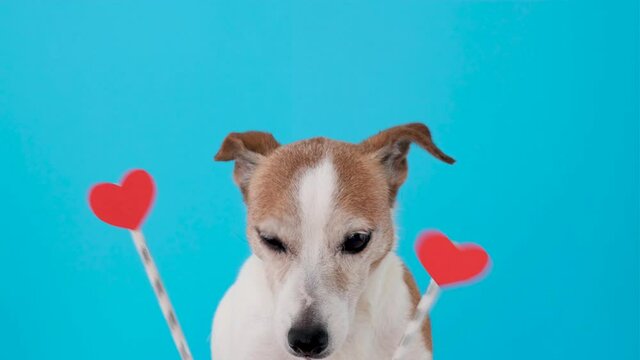 Dog with hearts in front of his eyes looking at camera on a blue background