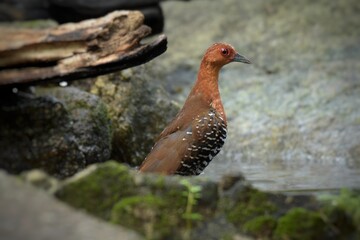 Red-legged Crake are bathed in a pond in the forest.