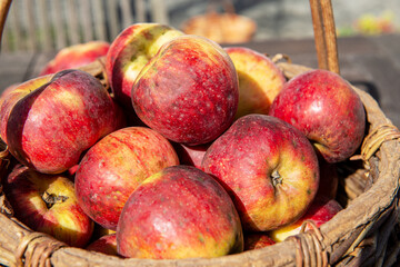Basket of fresh apples on the wooden table in garden