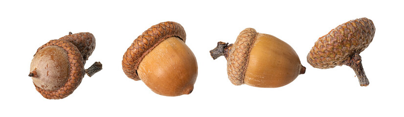 acorn nuts as a border against a white background © janny2