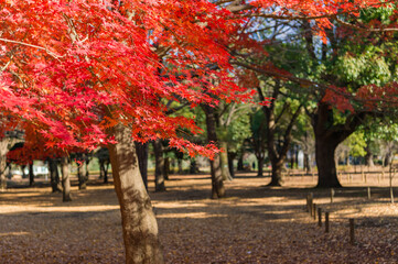 Naklejka premium 東京都渋谷区代々木にある公園の紅葉の景色