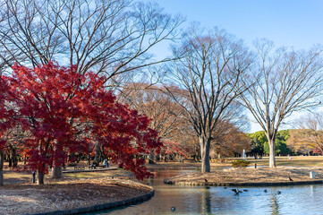 東京都渋谷区代々木にある公園の紅葉の景色