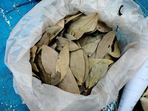 South Indian spices of dry leaves- Tejpatra or Cinnamomum tamala