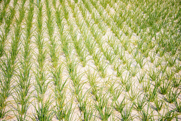 Onions are grown in the sand