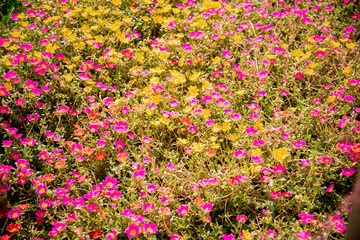 Beautiful Flower, Fresh Pink Purslane, Moss Rose, Ten O'Clock, Sun Rose or Portulaca Grandiflora Flower with Dew Drop.
