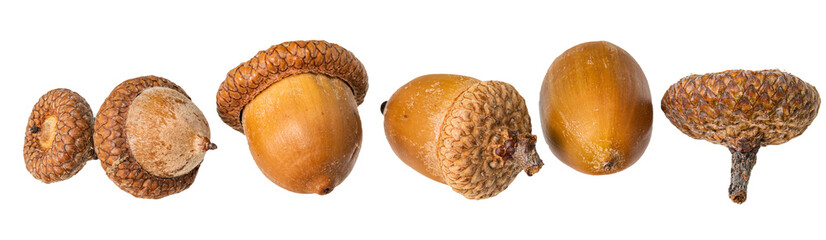 acorn nuts as a border against a white background