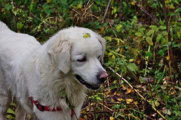 tatra sheepdog with a leaf