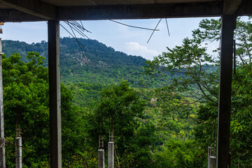 green jungle view from balcony
